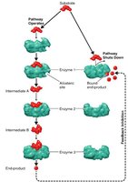 Feedback inhibition mechanism