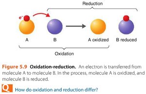 Biological oxidation (dehydrogenation)