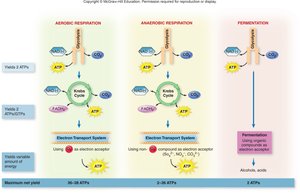 Overview of respiration and fermentation