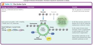 Krebs cycle overview