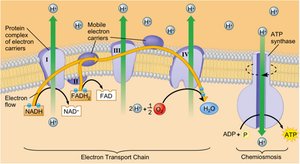 Electron transport chain and chemiosmosis