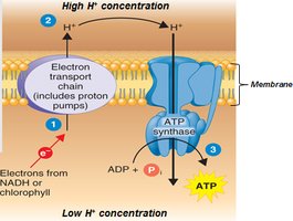 Chemiosmosis and ATP synthesis