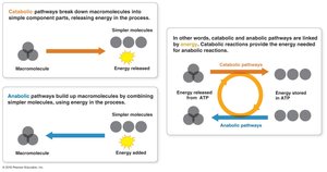 Catabolic and anabolic pathways overview