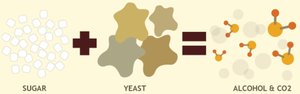 Fermentation overview