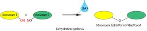Dehydration synthesis in anabolism