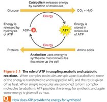 Role of ATP in coupling anabolic and catabolic reactions