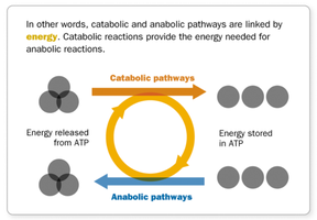 ATP hydrolysis releases energy