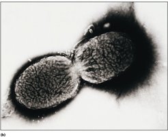 Bacterial cell division