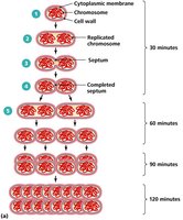 Microbial population growth