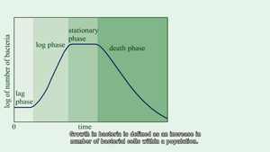 Bacterial growth curve