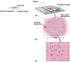 Microscopic counts