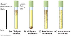 Thioglycolate medium for oxygen requirements