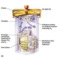 Gaspack anaerobic chamber
