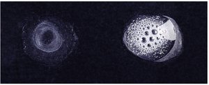Catalase test bubbles