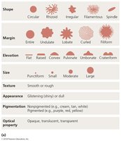 Characteristics of bacterial colonies