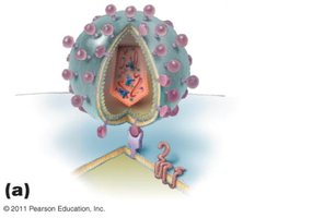 Animal virus binding and entry via membrane fusion