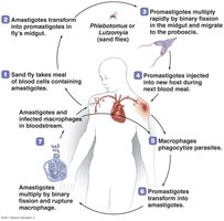 Leishmania life cycle with sand fly vector and human host