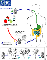 Giardia life cycle