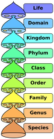 Diagram of taxonomic ranks from Life to Species