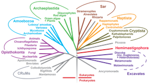 Phylogenetic tree showing major domains and supergroups