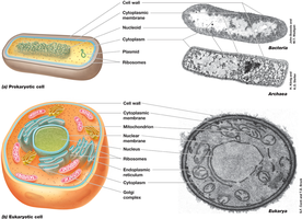 Diagram comparing prokaryotic and eukaryotic cell structure