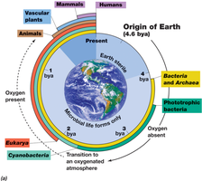Timeline of Earth's history showing microbial dominance and major evolutionary events