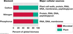 Bar graph showing microbial and plant contributions to global biomass of carbon, nitrogen, and phosphorus
