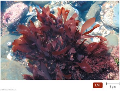 Red algae Palmaria palmata
