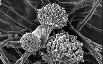 SEM image of mold hyphae and conidia