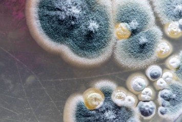 Light microscopy image of mold colony