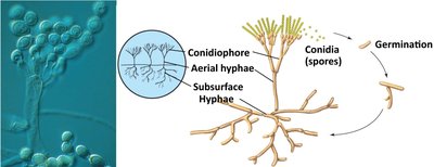 Fungal fruiting bodies