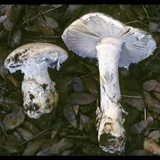 Mushrooms (Basidiomycetes)