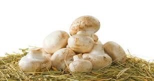 Mushrooms (Basidiomycetes)