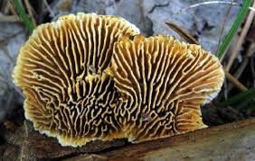 Amanita muscaria mushroom
