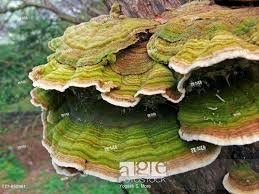 Shelf fungi