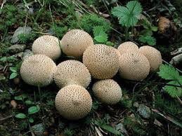 Puff mushroom