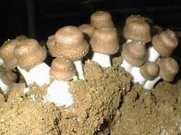 Armillaria ostoyae (honey mushroom)