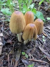 Mushrooms