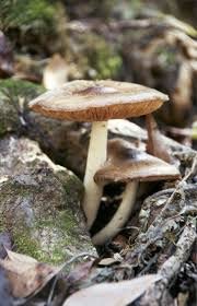 Mushrooms