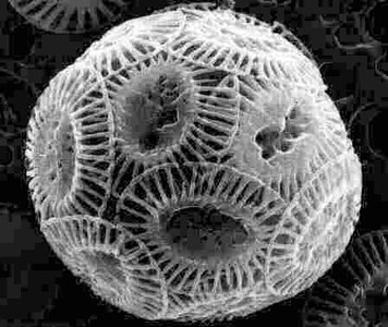 Emiliania huxleyi microfossil