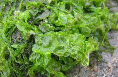 Green algae (Chlorophyta)