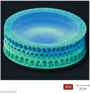 Diatom Paralia sulcate