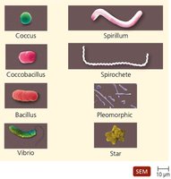 Typical prokaryotic morphologies