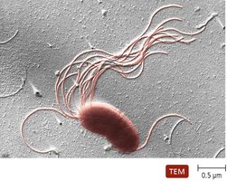 Pseudomonas with polar flagella