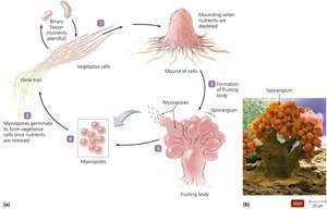 Life cycle of myxobacteria