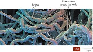 Spores of actinomycetes