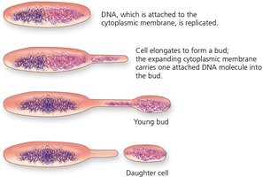 Budding in prokaryotes
