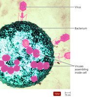 Electron microscope image of viruses infecting a bacterium