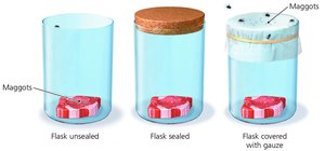 Redi’s experiments with meat and maggots