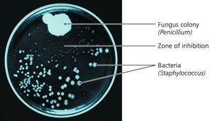Penicillin inhibiting bacterial growth in a Petri dish